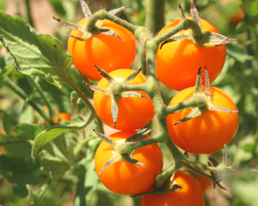 Sun Sugar Hybrid Tomato Seeds
